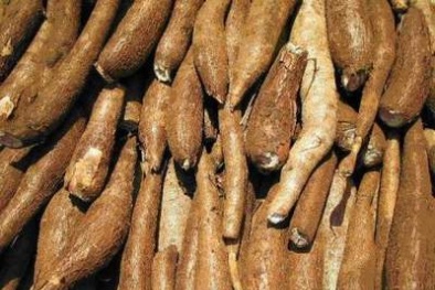 Cách tránh chất độc chứa trong sắn